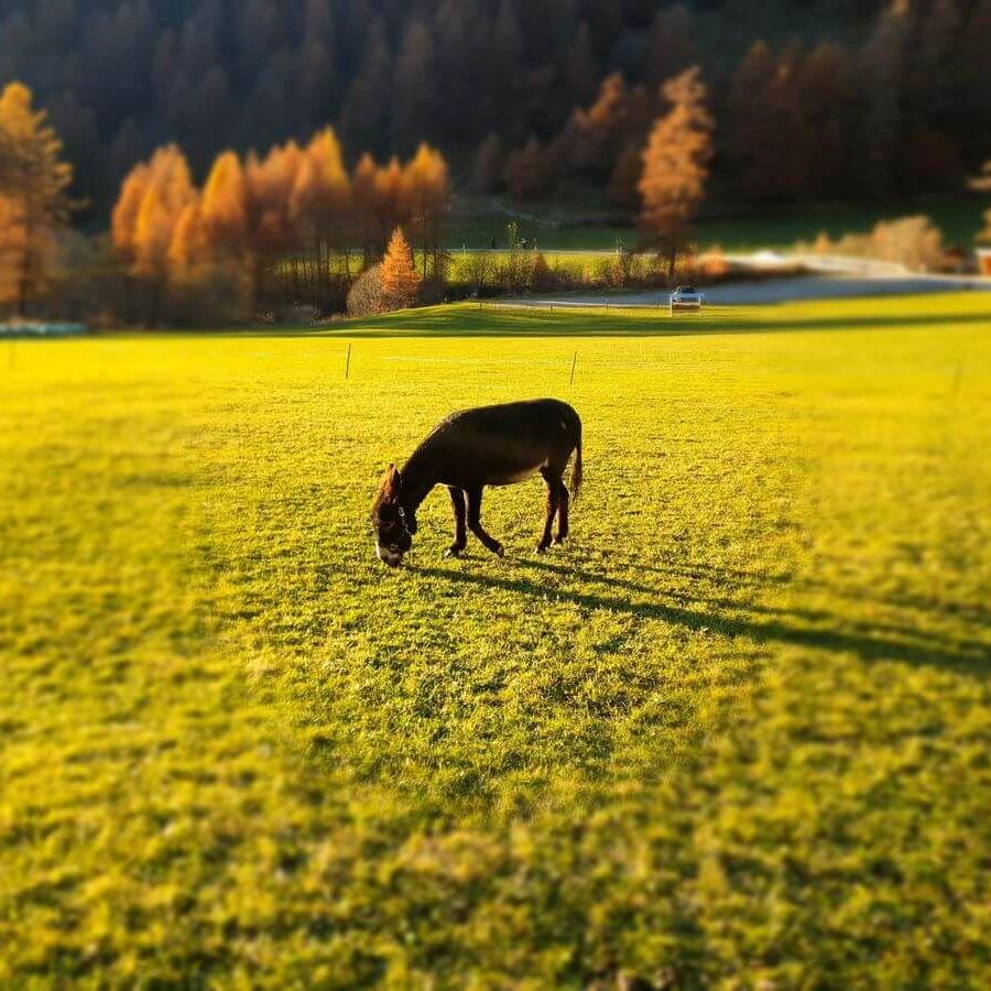 6_Südtirol_Upikopf_30_10_2024_124