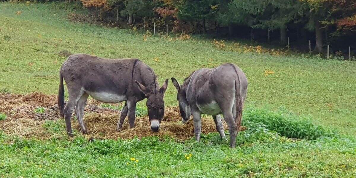 Grassau mit Timi_Opi_und_Omi_12bis13_10_2024_66