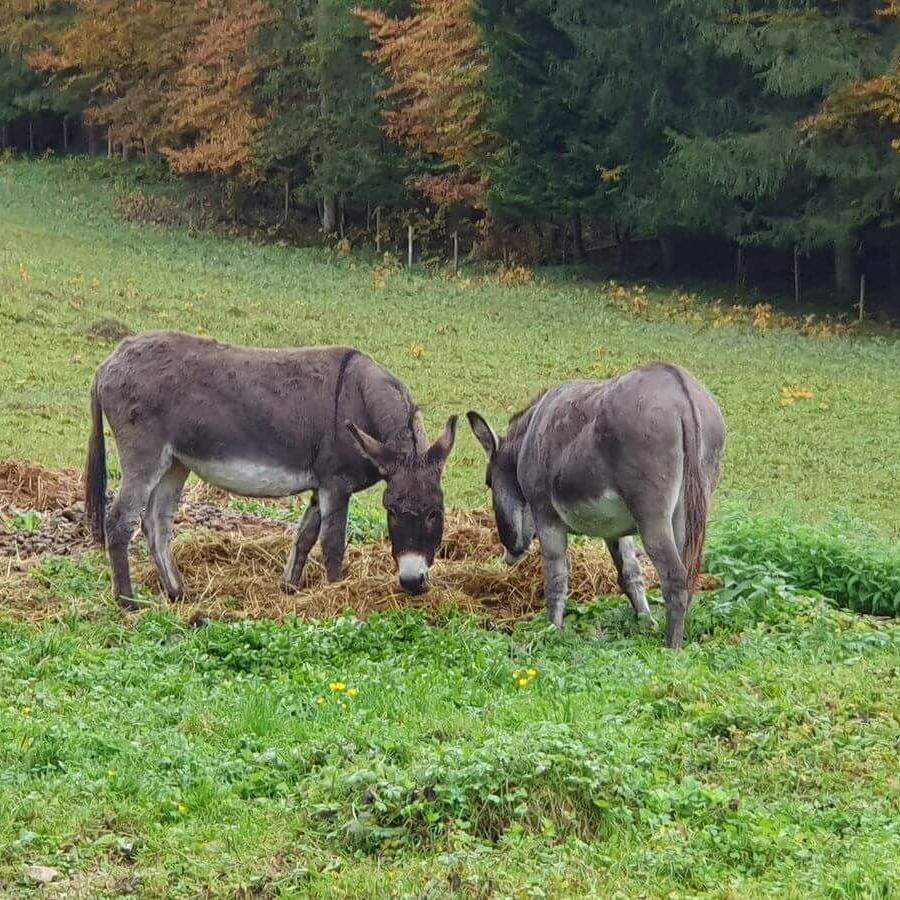 Grassau mit Timi_Opi_und_Omi_12bis13_10_2024_66