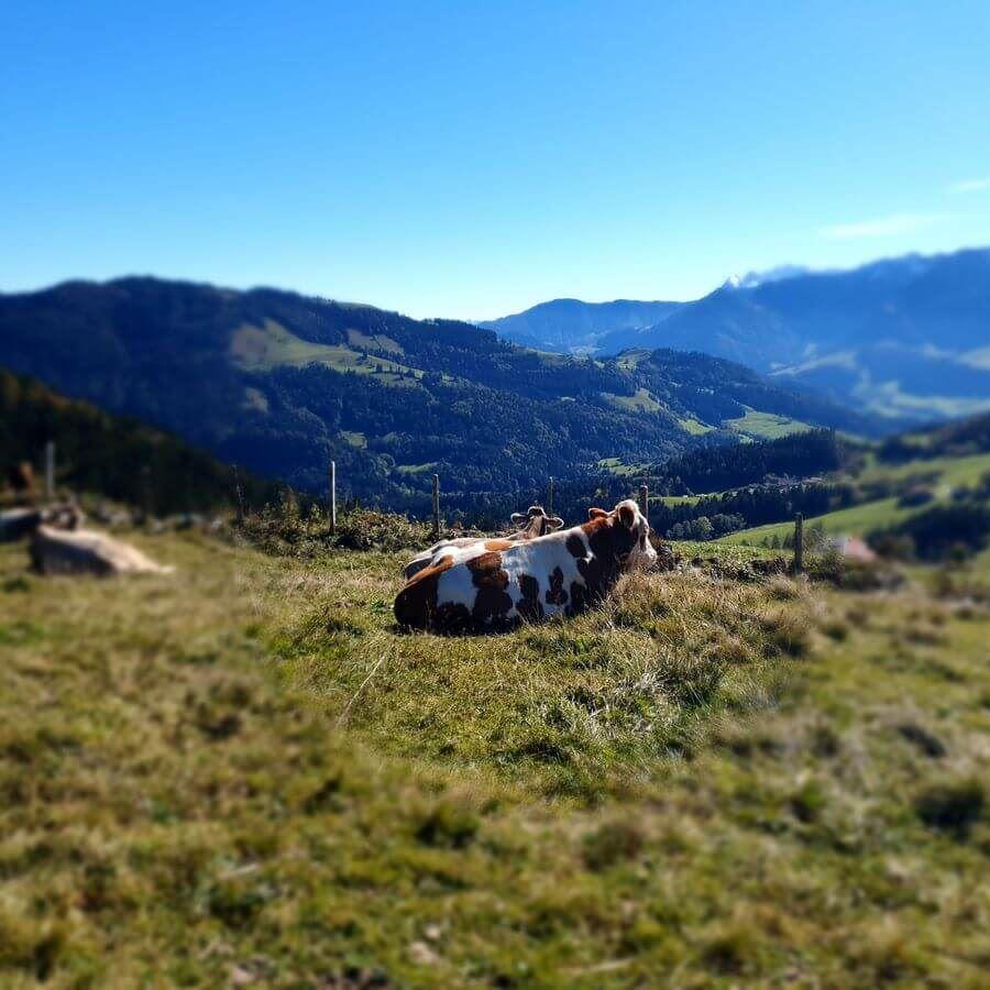 Grassau mit Brigitte 03bis06_10_2024_129