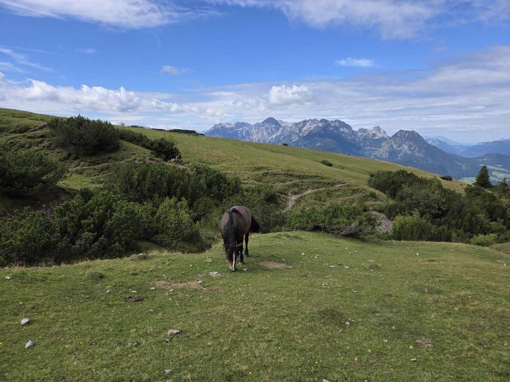 Gosaukamm_Trailrun_13_09_2026_29