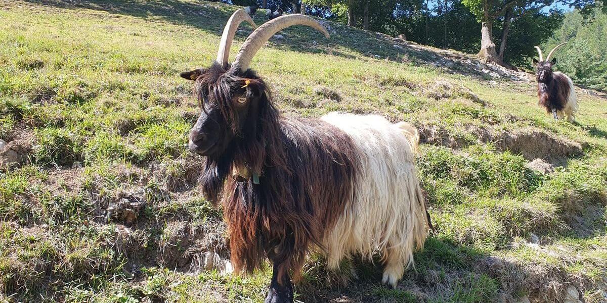 Grassau_08bis_09_08_2026_26